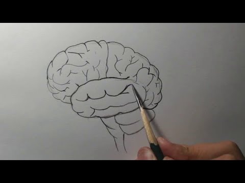 Como desenhar um cérebro passo a passo