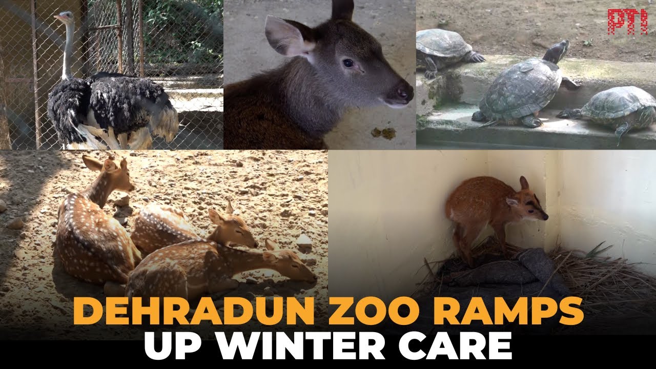 Dehradun Zoo boosts winter care for animals as temperatures drop across the north