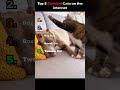 Top 5 Funniest Cats on the internet