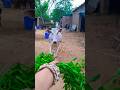 प्यारी बछिया #cow #shortsfeed #cows #shortvideo #gaumata #ytshorts #cowvideos #shorts #cowvideo