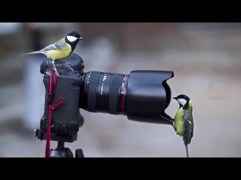 Слуга Народа Интересные Факты 1080p