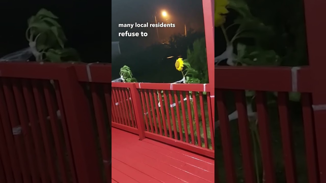 Sunny Flowerman 🌻💨 out here risking it all (🎥: amandajoytempleman (IG) 