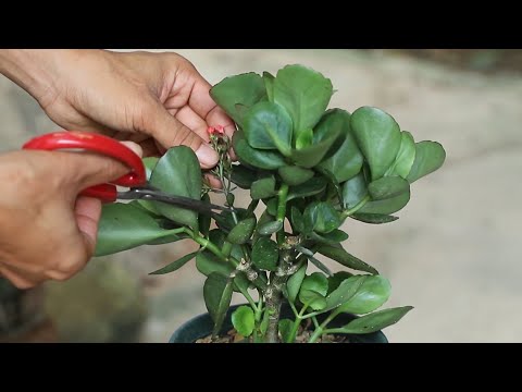 你家的长寿花开花少吗？这两点是否忽略了？