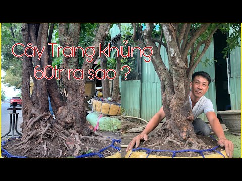 Video Cây Bông Trang siêu khủng tại Cần Thơ giá 60 triệu ra... - youtube
