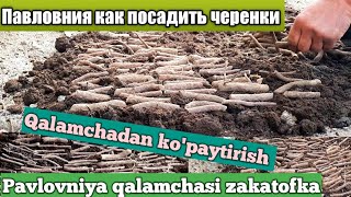 :    / Qalamchalar qanday ekiladi ..