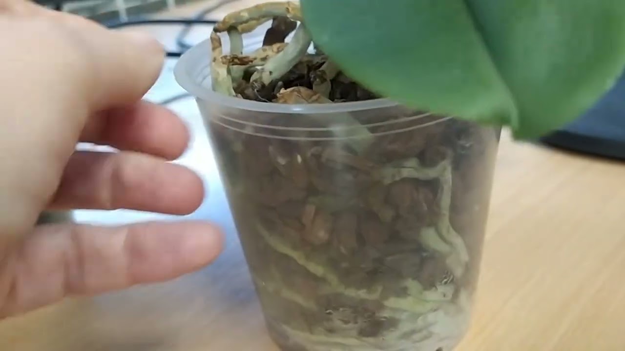 Не могу не похвастать корнями