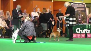 Crufts Dog Show 2017 Miniature Bull Terrier Seaquest Somme By Rumpus