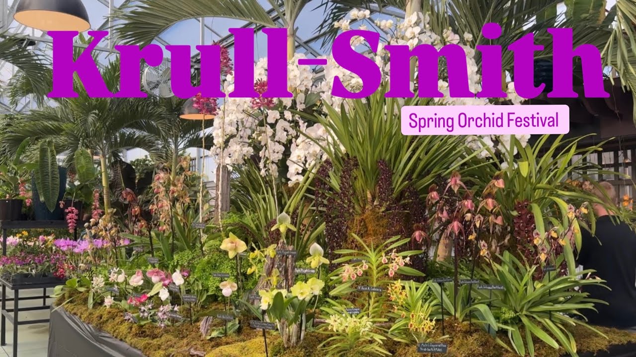 Krull-Smith Spring Orchid Festival 2025, Amazing Orchids 🎉 Show Room Tour