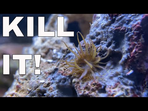 How to Kill Aiptasia  | Red Sea Reefer XL 425 Build
