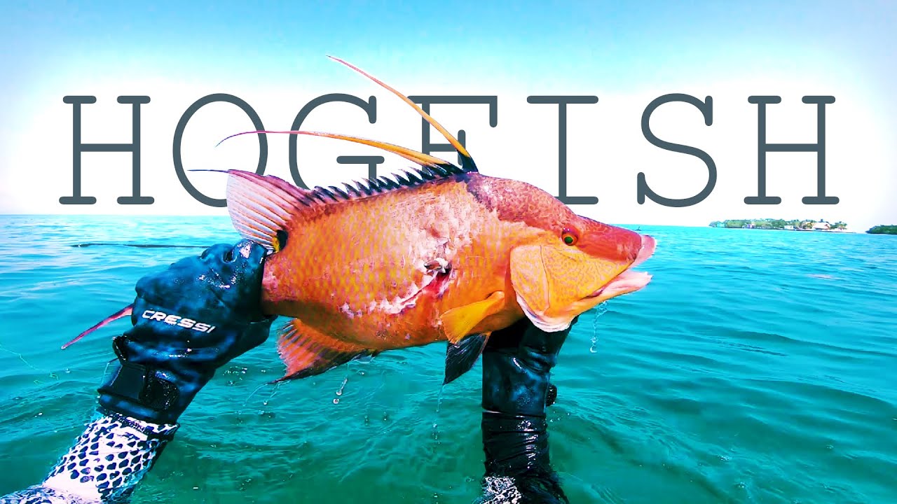 Belize Shallow Reef Spearfishing 2021 | Hogfish Catch n Cook