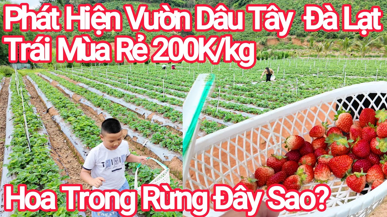 Đà Lạt Vườn Dâu Tây Trái Mùa Chỉ 200K/kg,KDL Hoa Trong Rừng