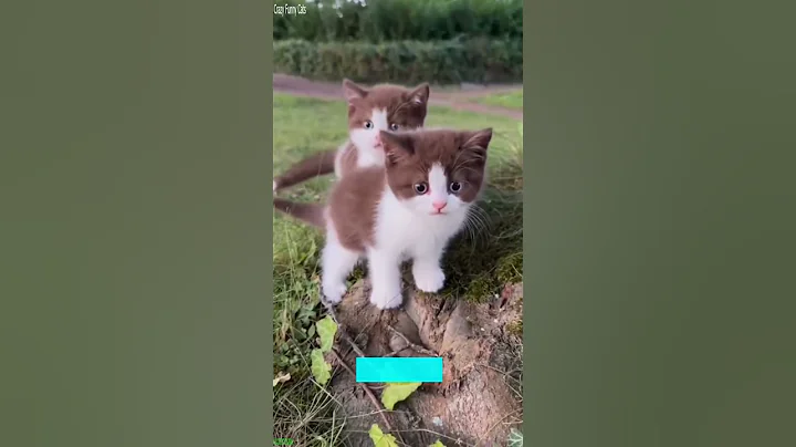 Video 11903641: funny cats kittens meowing, cat funny dance dog