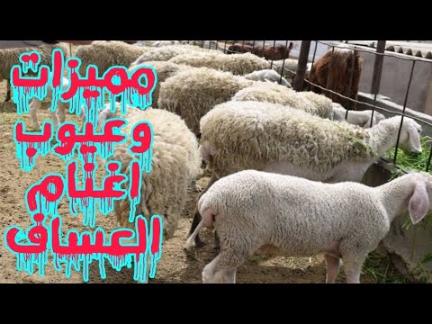 سلالات الاغنام العساف مميزات وعيوب سلاله العساف وكل ما تحب ان تعرفه عنها محمدالمصرى قناه النجاح