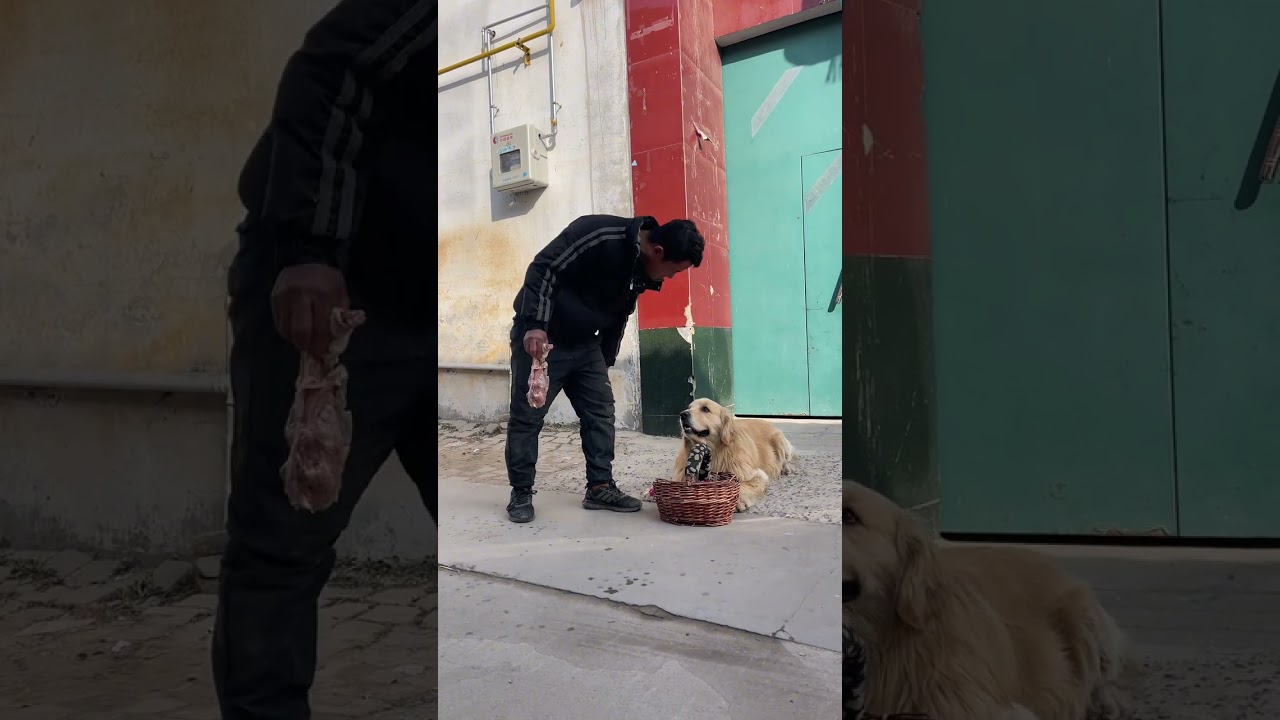 Golden Retriever's Annoying Neighbor Showdown! 😂 Cutest Pet Debut Ever