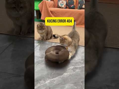 Parkour Level: Kucing Kampung 😹 #funnycatfails  #shots #fypindonesia #motivation #shortsindonesia by TechLoom