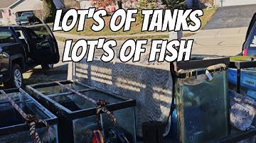 Veel tanks en veel vissen