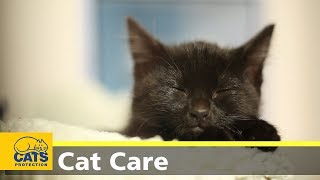Kitten care part two: kittens at home