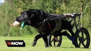 Gunnar's Wheels Gives Movement to Paralyzed Pups