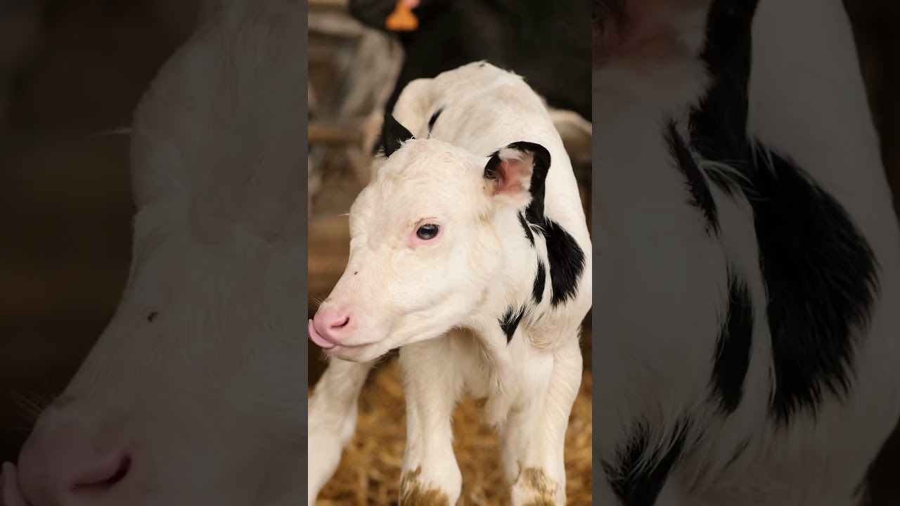 7 CONSEJOS rápidos para criar terneros...  