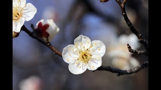 Mindfulness - Mindful self-compassion MSC - Soften Soothe Allow - with Ali Lambie