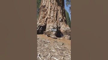 World Extremes - ✅ "This Tree Is So Tall It Will Blow Your Mind! 🌳 (Hyperion Facts)"