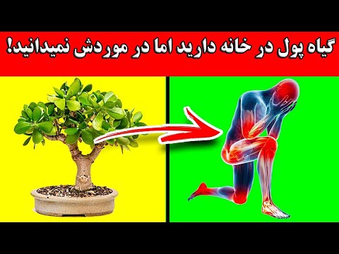 تصویری: چرا درختان سوزنی برگ برگ های خود را حفظ می کنند؟