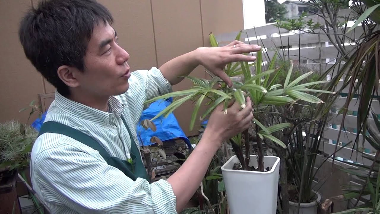 和シュロの木（30年以上継続品白黄斑入り超珍しい）（観音竹の斑入りではない） 楽天市場】斑入り 観音 竹の通販