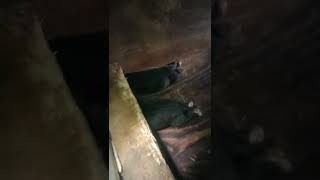 American Pitbull Terriers Game Catch Dogs