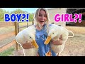 Finding Out If The Ducks are MALE OR FEMALE?! GENDER REVEAL