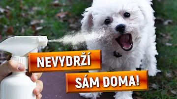 Co dělat, když vám doma v noci zemře pes?