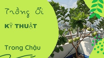 Kỹ Thuật Trồng Ổi Trong Chậu Đúng Cách Nhanh Ra Quả | Nhà Vườn Vũ Tiến