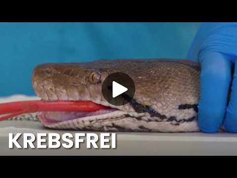 Python "Jodie Foster" receives novel cancer treatment – and is cured!