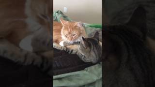 Lots Of Licking Going On