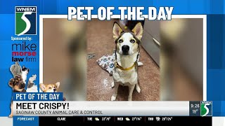 TV5 Pet of the Day: Meet Crispy!