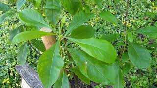Franklinia alatamaha franklinie americká