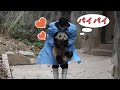 家に帰る前に、みんなに「バイバイ」と言って手を振るね | iPanda パンダ楽園 #shorts