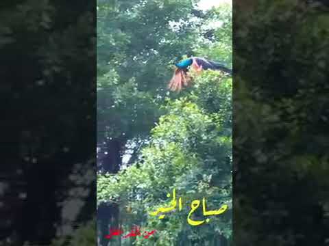 دخلك يا طير الوروار