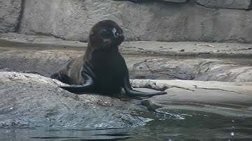 Californische Zeeleeuw Diergaarde Blijdorp 2021
