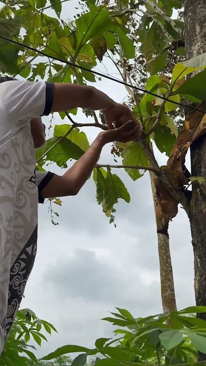 Ambil sarang burung di pohon jadi ada yang kecil #sarangburung #burung #shorts #shortvideo