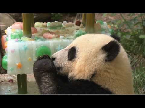 Yun Zi's 1st Birthday - YouTube