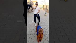 Pitbul Pitbul Dünyası Kral Pitbul Ömer Ekin