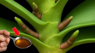 🌸Pour 1 spoon onto orchid roots! Suddenly, each flower node bloomed countless flowers screenshot 2