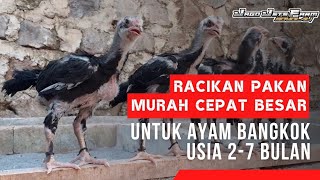 Racikan Pakan Ayam Bangkok Usia 2-7 Bulan Murah Cepat Besar
