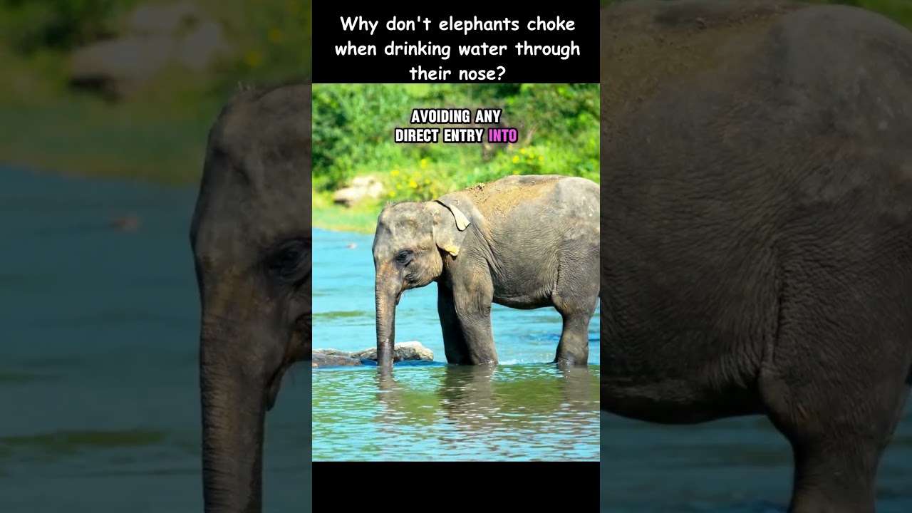 Why don't elephants  choke when drinking water through their nose?