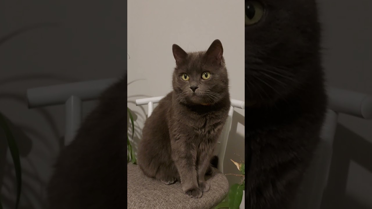 Чего хочет кошка-25 