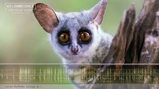 Lesser Bushbaby Calls - Cute squeaks &amp; sounds of a Bush Baby calling at night