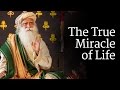 Le vritable miracle de la vie  sadhguru