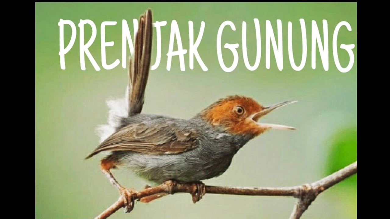 MEMIKAT BURUNG PRENJAK GUNUNG 