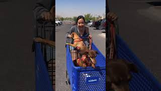 TAKING THE 9 WEENS AND PONY TO A PUBLIC EASTER EGG HUNT 🐣 @petsmart