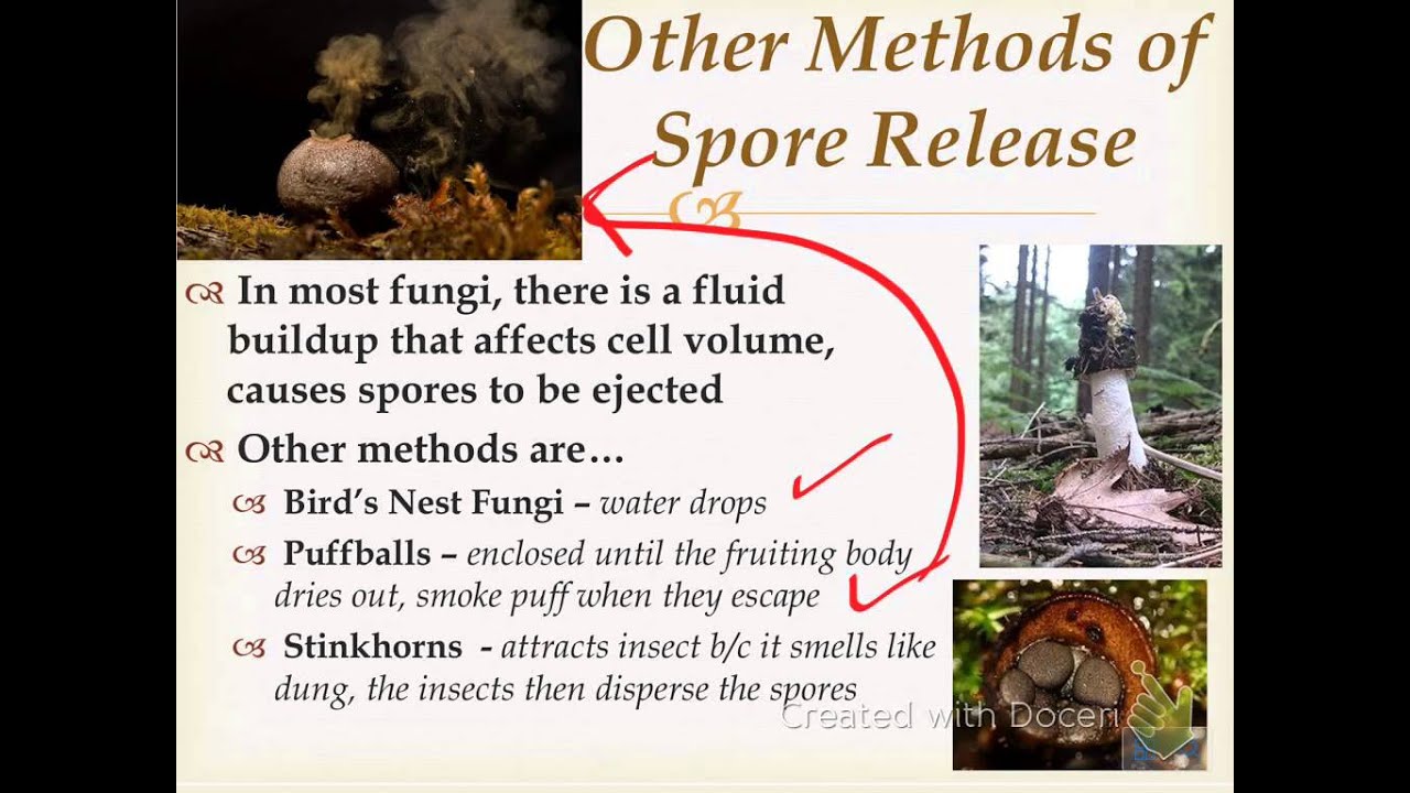 Kingdom Fungi YouTube